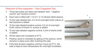 Detection of free coagulase - Tube Coagulase Test
1. Three test tubes are taken and labeled “test”, “negative
control” and “positive control”.
2. Each tube is filled with 1 ml of 1 in 10 diluted rabbit plasma.
3. To the tube labeled test, 0.2 ml of overnight broth culture of
test bacteria is added.
4. To the tube labeled positive control, 0.2 ml of overnight
broth culture of known S. aureus is added.
5. To the tube labeled negative control, 0.2ml of sterile broth
is added.
6. All the tubes are incubated at 37°C.
7. Positive result is indicated by gelling of the plasma, which
remains in place even after inverting the tube.
8. If the test remains negative until four hours at 37°C, the
tube is kept at room temperature for overnight incubation.
 