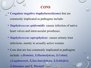 staphylococcus bacteria all information. | PPTX