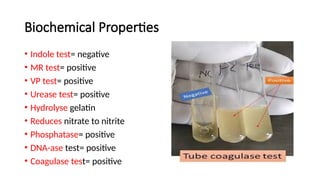 Indole Negative Urease Positive Comprehensive Overview of Staphylococci: Biology, Pathogenesis, and ...