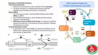 Msra Humans Comprehensive Overview of Staphylococcus: Microbiology, Pathogenesis ...