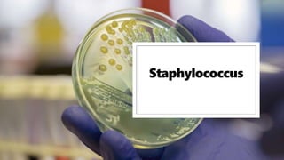 Staphylococcus
 