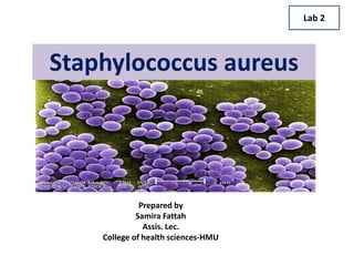 Staphylococcus aureus
Prepared by
Samira Fattah
Assis. Lec.
College of health sciences-HMU
Lab 2
 