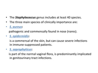 Staphylococcus Aureus, Pathology, Microbiology