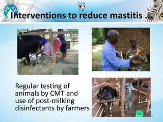 Management to prevent Staphylococcus aureus mastitis in small-scale dairy farms in Tanzania