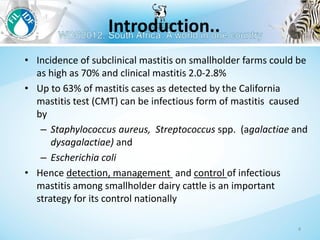 Management to prevent Staphylococcus aureus mastitis in small-scale dairy farms in Tanzania