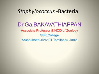 Staphylococcus -Bacteria
Dr.Ga.BAKAVATHIAPPAN
Associate Professor & HOD of Zoology
SBK College
Aruppukottai-626101 Tamilnadu -India
 