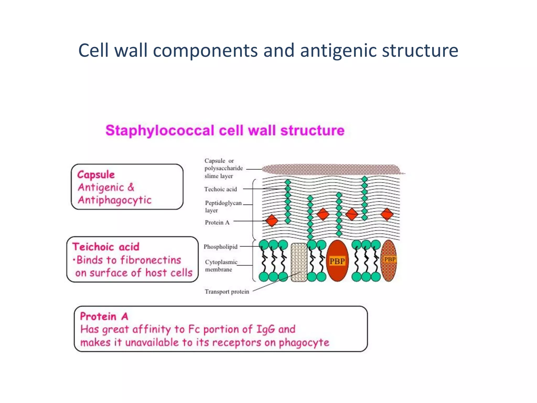 Cell wall components and antigenic structure
 