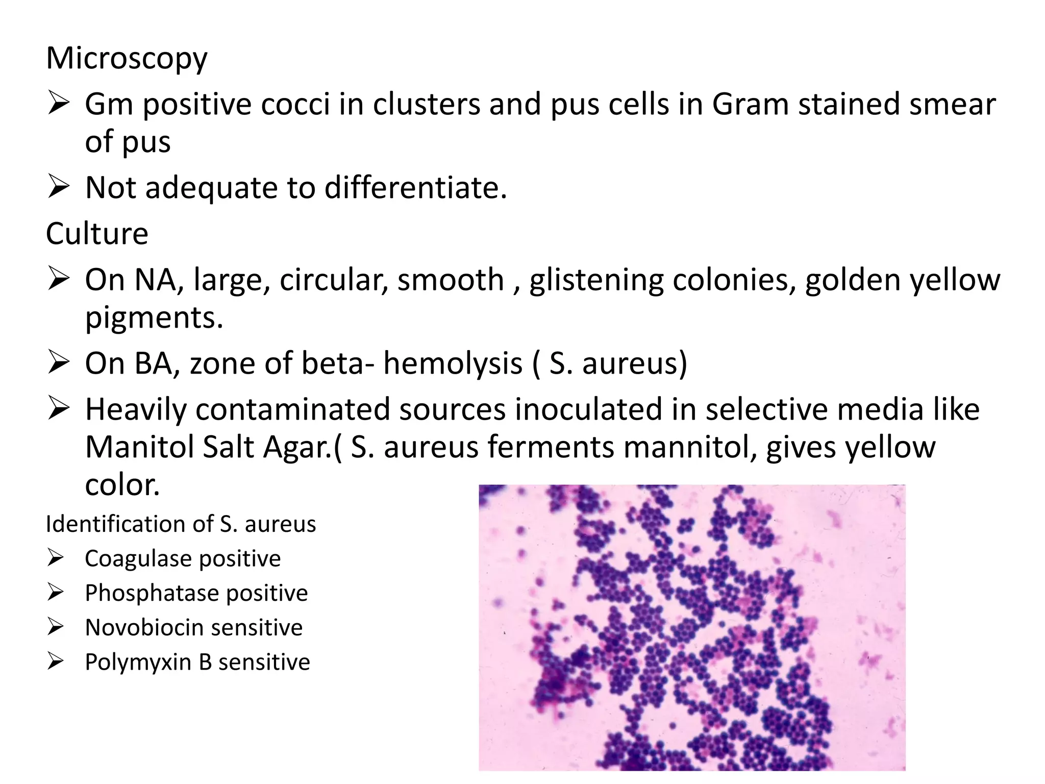 Microscopy
➢ Gm positive cocci in clusters and pus cells in Gram stained smear
of pus
➢ Not adequate to differentiate.
Culture
➢ On NA, large, circular, smooth , glistening colonies, golden yellow
pigments.
➢ On BA, zone of beta- hemolysis ( S. aureus)
➢ Heavily contaminated sources inoculated in selective media like
Manitol Salt Agar.( S. aureus ferments mannitol, gives yellow
color.
Identification of S. aureus
➢ Coagulase positive
➢ Phosphatase positive
➢ Novobiocin sensitive
➢ Polymyxin B sensitive
 