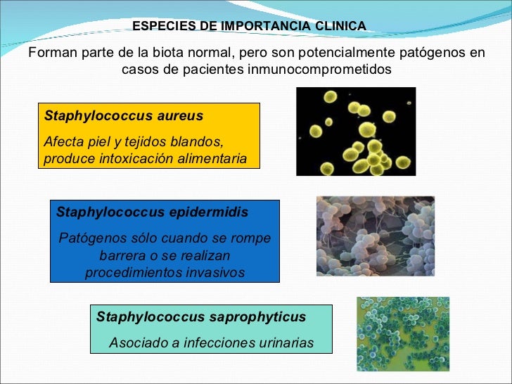 Staphylococcus Streptococcus 2009 Staphylococcus Streptococcus 2009
