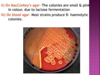 ii) On MacConkey’s agar- The colonies are small & pink
in colour, due to lactose fermentation
iii) On blood agar- Most strains produce β- haemolytic
colonies.
 