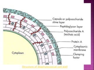 Structure of Staphylococcal cell wall
 