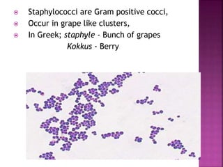  Staphylococci are Gram positive cocci,
 Occur in grape like clusters,
 In Greek; staphyle - Bunch of grapes
Kokkus - Berry
 