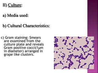 c) Gram staining: Smears
are examined from the
culture plate and reveals
Gram positive cocci(1μm
in diameter) arranged in
grape like clusters.
II) Culture:
a) Media used:
b) Cultural Characteristics:
 