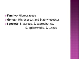  Family:- Microccaceae
 Genus:- Micrococcus and Staphylococcus
 Species:- S, aureus, S. saprophytics,
S. epidermidis, S. luteus
 