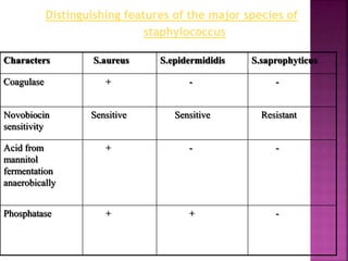 Characters S.aureus S.epidermididis S.saprophyticus
Coagulase + - -
Novobiocin
sensitivity
Sensitive Sensitive Resistant
Acid from
mannitol
fermentation
anaerobically
+ - -
Phosphatase + + -
Distinguishing features of the major species of
staphylococcus
 