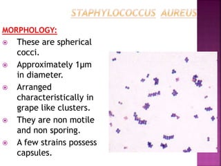 MORPHOLOGY:
 These are spherical
cocci.
 Approximately 1μm
in diameter.
 Arranged
characteristically in
grape like clusters.
 They are non motile
and non sporing.
 A few strains possess
capsules.
 