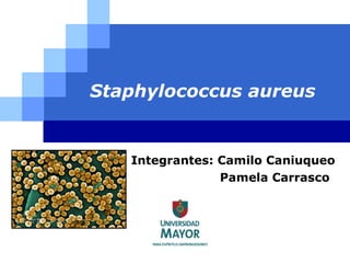 Staphylococcus aureus Integrantes: Camilo Caniuqueo  Pamela Carrasco 