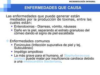 ENFERMEDADES QUE CAUSA Las enfermedades que puede generar están mediados por la producción de toxinas, entre las cuales están: Enterotoxinas - Diarreas, vómito, náuseas  Daño en la piel, separando el estrato granuloso del córneo dando el signo de piel escaldada  Enfermedades comunes  Forúnculos (Infección supurativa de piel y tej. Subcutáneo) Impétigo ampolloso  La más grave para el humano, el  Staphylococcus   aureus  puede matar por insuficiencia cardiaca debido a una  endocarditis bacteriana .   
