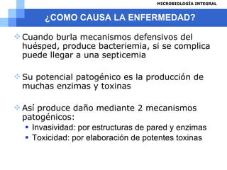 ¿COMO CAUSA LA ENFERMEDAD? Cuando burla mecanismos defensivos del huésped, produce bacteriemia, si se complica puede llegar a una septicemia Su potencial patogénico es la producción de muchas enzimas y toxinas Así produce daño mediante 2 mecanismos patogénicos: Invasividad: por estructuras de pared y enzimas Toxicidad: por elaboración de potentes toxinas  