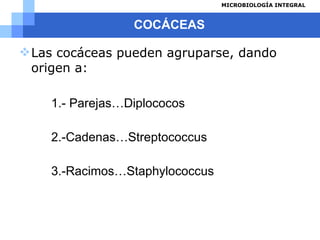 COCÁCEAS Las cocáceas pueden agruparse, dando origen a: 1.- Parejas…Diplococos 2.-Cadenas…Streptococcus 3.-Racimos…Staphylococcus 