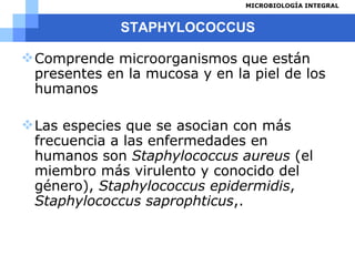 STAPHYLOCOCCUS Comprende microorganismos que están presentes en la mucosa y en la piel de los humanos Las especies que se asocian con más frecuencia a las enfermedades en humanos son  Staphylococcus aureus  (el miembro más virulento y conocido del género),  Staphylococcus epidermidis ,  Staphylococcus saprophticus ,. 