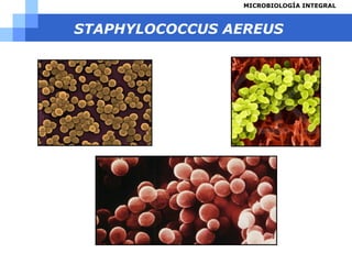 STAPHYLOCOCCUS AEREUS 