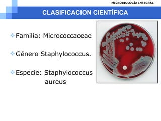 CLASIFICACION CIENTÍFICA Familia:  Micrococcaceae Género Staphylococcus. Especie: Staphylococcus aureus 