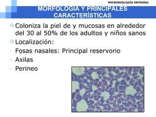 MORFOLOGÍA Y PRINCIPALES CARACTERÍSTICAS Coloniza la piel de y mucosas en alrededor del 30 al 50% de los adultos y niños sanos Localización: Fosas nasales: Principal reservorio Axilas  Perineo 