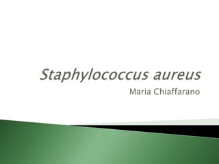 Staphylococcus aureus Maria Chiaffarano 