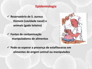  Reservatório de S. aureus
Homem (cavidade nasal) e
animais (gado leiteiro)
 Fontes de contaminação
manipuladores de alimentos
 Pode-se esperar a presença de estafilococos em
alimentos de origem animal ou manipulados
Epidemiologia
 