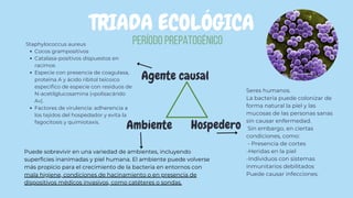 Puede sobrevivir en una variedad de ambientes, incluyendo
superficies inanimadas y piel humana. El ambiente puede volverse
más propicio para el crecimiento de la bacteria en entornos con
mala higiene, condiciones de hacinamiento o en presencia de
dispositivos médicos invasivos, como catéteres o sondas.
TRIADA ECOLÓGICA
Hospedero
Agente causal
Ambiente
Período Prepatogénico
Seres humanos.
La bacteria puede colonizar de
forma natural la piel y las
mucosas de las personas sanas
sin causar enfermedad.
Sin embargo, en ciertas
condiciones, como:
- Presencia de cortes
-Heridas en la piel
-Individuos con sistemas
inmunitarios debilitados
Puede causar infecciones.
Staphylococcus aureus
Cocos grampositivos
Catalasa-positivos dispuestos en
racimos
Especie con presencia de coagulasa,
proteína A y ácido ribitol teicoico
específico de especie con residuos de
N-acetilglucosamina («polisacárido
A»).
Factores de virulencia: adherencia a
los tejidos del hospedador y evita la
fagocitosis y quimiotaxis.
 