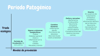 Periodo Patogénico
Triada
ecológica
Niveles de prevención
Periodo de
incubación: 30
min a 8 hrs
Signos y síntomas
inespecíficos:
-Fiebre
-Malestar general
-Dolor e
inflamación en la
herida
-Cefalea
-Náuseas y vómito
Cambios
tisulares:
-Inflamación
aguda
-Formación de
abscesos
-Necrosis tisular
-Daño endotelial
Daños y secuelas:
-Bacteriemia
-Endocarditis
-Neumonia
-Empiema
-Osteomielitis
-Artritis séptica
-Complicaciones del
sistema nervioso
central.
Muerte:
En ausencia de
tratamiento
antibiótico
inmediato y
eliminación del foco
de la infección.
Neumonia
necrosante con
shock séptico.
 