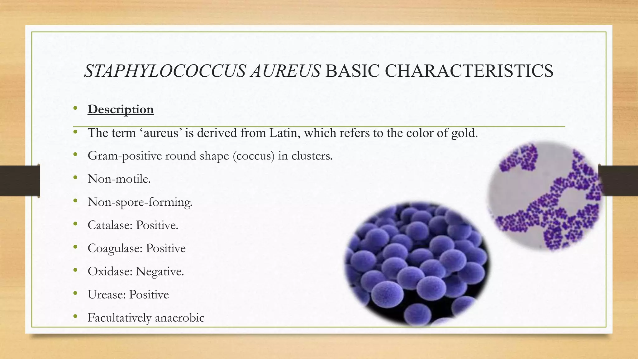 STAPHYLOCOCCUS AUREUS BASIC CHARACTERISTICS
• Description
• The term ‘aureus’ is derived from Latin, which refers to the color of gold.
• Gram-positive round shape (coccus) in clusters.
• Non-motile.
• Non-spore-forming.
• Catalase: Positive.
• Coagulase: Positive
• Oxidase: Negative.
• Urease: Positive
• Facultatively anaerobic
 