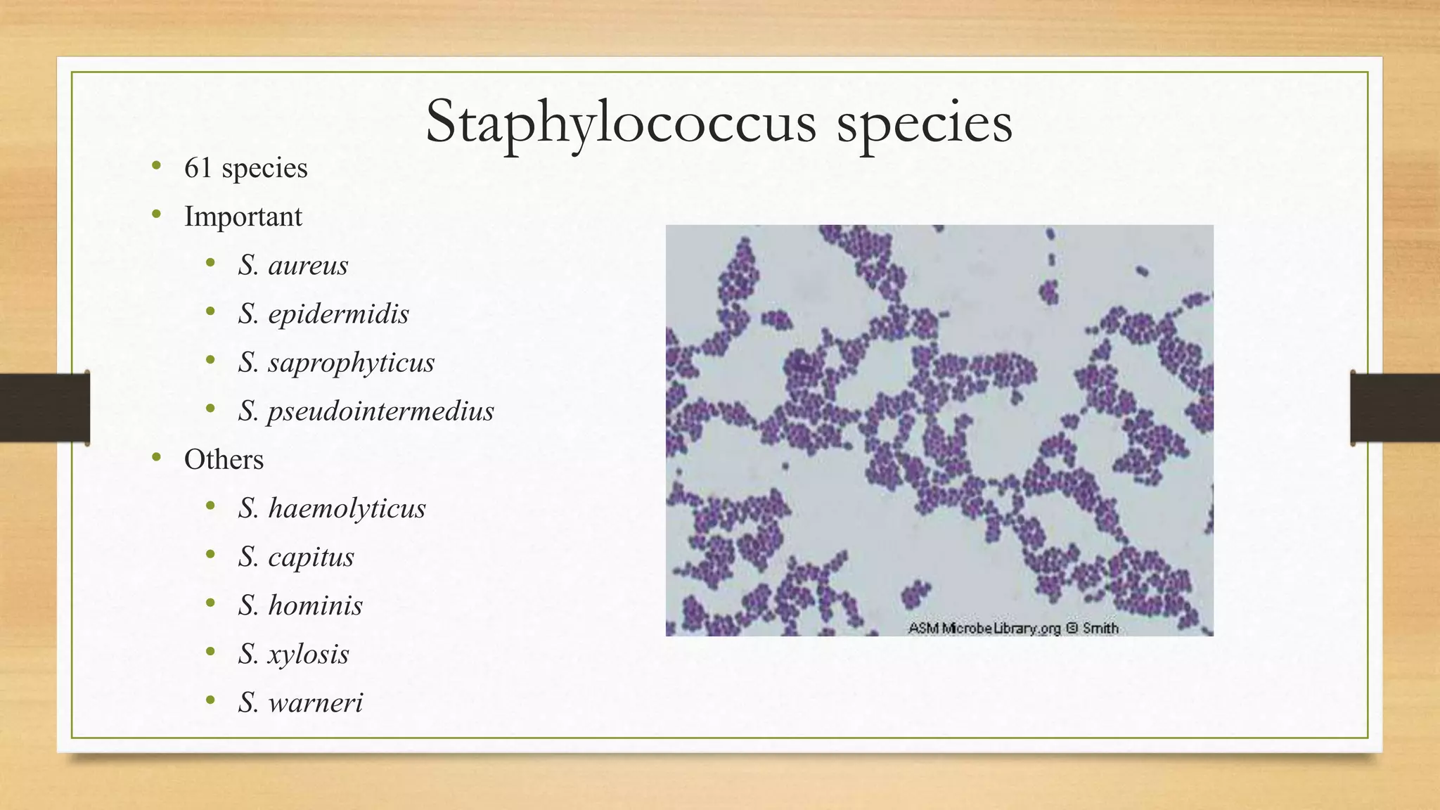 Staphylococcus species
• 61 species
• Important
• S. aureus
• S. epidermidis
• S. saprophyticus
• S. pseudointermedius
• Others
• S. haemolyticus
• S. capitus
• S. hominis
• S. xylosis
• S. warneri
 