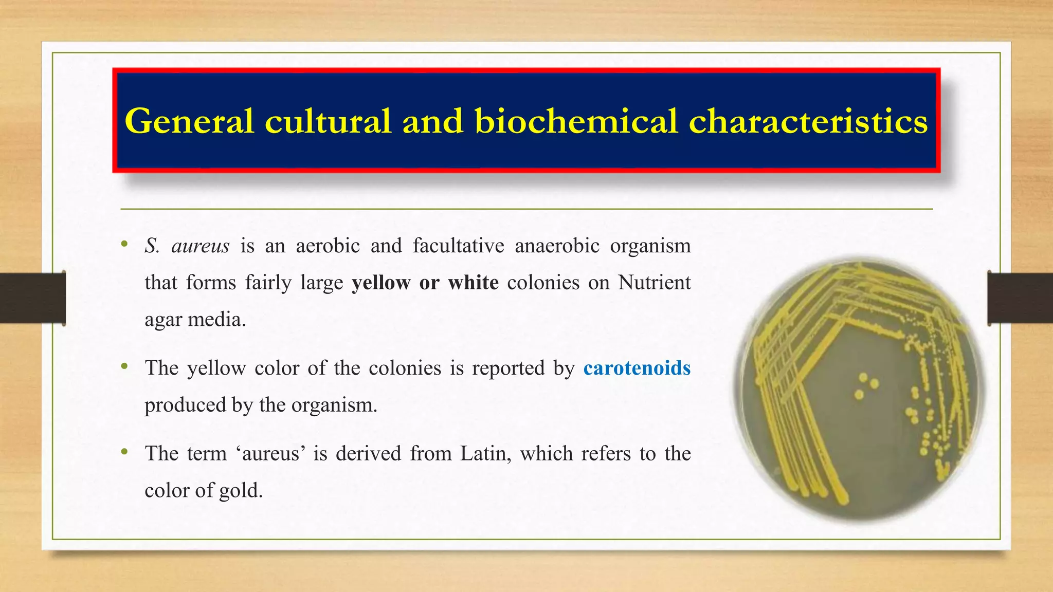 General cultural and biochemical characteristics
• S. aureus is an aerobic and facultative anaerobic organism
that forms fairly large yellow or white colonies on Nutrient
agar media.
• The yellow color of the colonies is reported by carotenoids
produced by the organism.
• The term ‘aureus’ is derived from Latin, which refers to the
color of gold.
 