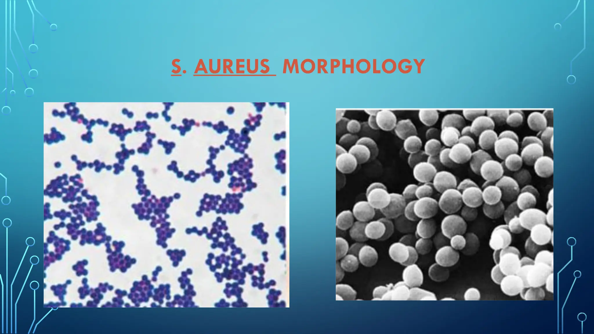 S. AUREUS MORPHOLOGY
 