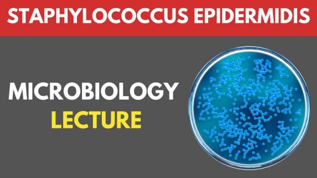 Staphylococcus Epidermidis Bacteria Microbiology Lecture
