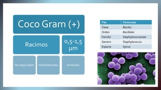 Staphylococcus hyicus veterinaria | PPTX
