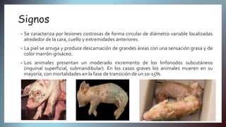 Staphylococcus hyicus veterinaria | PPTX