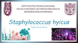 Staphylococcus hyicus
Epidermitis exudativa
INSTITUTO POLITÉCNICO NACIONAL
ESCUELA NACIONAL DE CIENCIAS BIOLÓGICAS
MICROBIOLOGÍAVETERINARIA
 