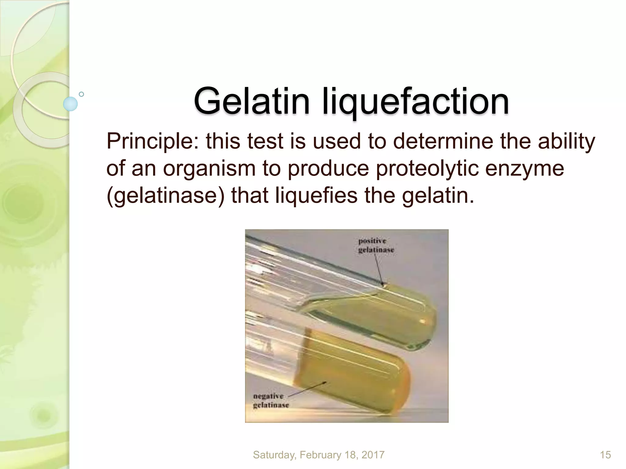 Gelatin liquefaction
Principle: this test is used to determine the ability
of an organism to produce proteolytic enzyme
(gelatinase) that liquefies the gelatin.
Saturday, February 18, 2017 15
 