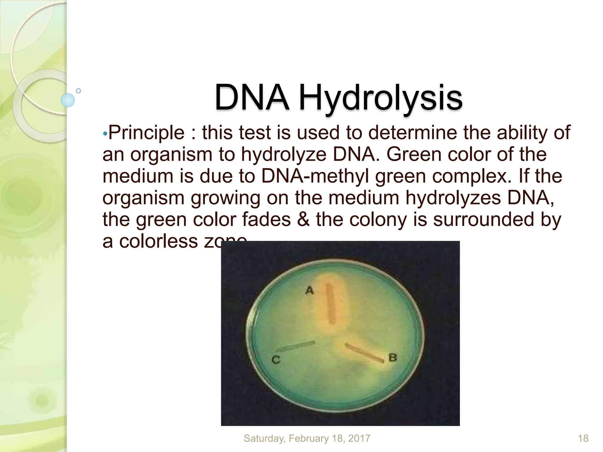 DNA Hydrolysis
•Principle : this test is used to determine the ability of
an organism to hydrolyze DNA. Green color of the
medium is due to DNA-methyl green complex. If the
organism growing on the medium hydrolyzes DNA,
the green color fades & the colony is surrounded by
a colorless zone.
Saturday, February 18, 2017 18
 