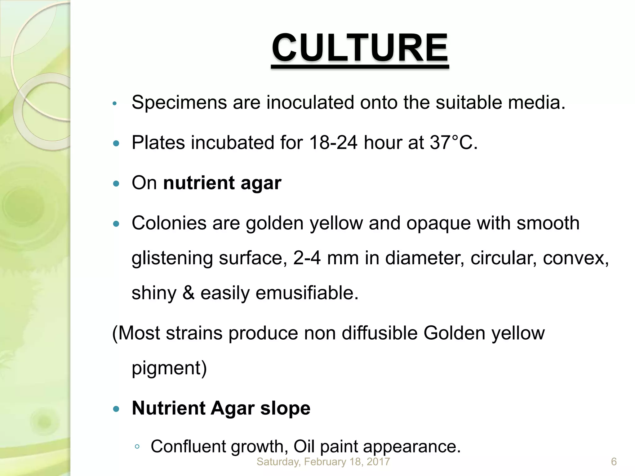 CULTURE
• Specimens are inoculated onto the suitable media.
 Plates incubated for 18-24 hour at 37°C.
 On nutrient agar
 Colonies are golden yellow and opaque with smooth
glistening surface, 2-4 mm in diameter, circular, convex,
shiny & easily emusifiable.
(Most strains produce non diffusible Golden yellow
pigment)
 Nutrient Agar slope
◦ Confluent growth, Oil paint appearance.
Saturday, February 18, 2017 6
 