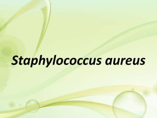 Staphylococcus aureus
 