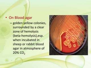• On Blood agar
– golden yellow colonies,
surrounded by a clear
zone of hemolysis
(beta-hemolysis),esp.
when incubated in
sheep or rabbit blood
agar in atmosphere of
20% CO2
 