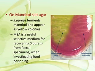 • On Mannitol salt agar
– S.aureus ferments
mannitol and appear
as yellow colonies
– MSA is a useful
selective medium for
recovering S.aureus
from faecal
specimens, when
investigating food
poisoning.
 