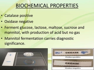 BIOCHEMICAL PROPERTIES
• Catalase positive
• Oxidase negative
• Ferment glucose, lactose, maltose, sucrose and
mannitol, with production of acid but no gas
• Mannitol fermentation carries diagnostic
significance.
 