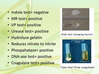 • Indole test= negative
• MR test= positive
• VP test= positive
• Urease test= positive
• Hydrolyse gelatin
• Reduces nitrate to nitrite
• Phospahatase= positive
• DNA-ase test= positive
• Coagulase test= positive
 