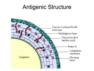 ANTIGENIC STRUCTURE
 