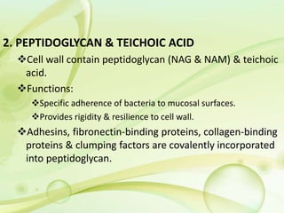 2. PEPTIDOGLYCAN & TEICHOIC ACID
Cell wall contain peptidoglycan (NAG & NAM) & teichoic
acid.
Functions:
Specific adherence of bacteria to mucosal surfaces.
Provides rigidity & resilience to cell wall.
Adhesins, fibronectin-binding proteins, collagen-binding
proteins & clumping factors are covalently incorporated
into peptidoglycan.
 